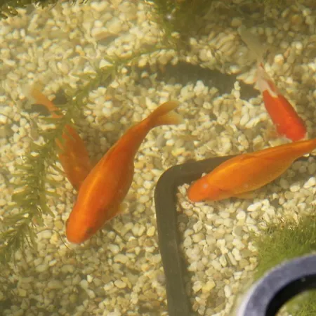 Zum Rotem Karpfen * 埃尔福特