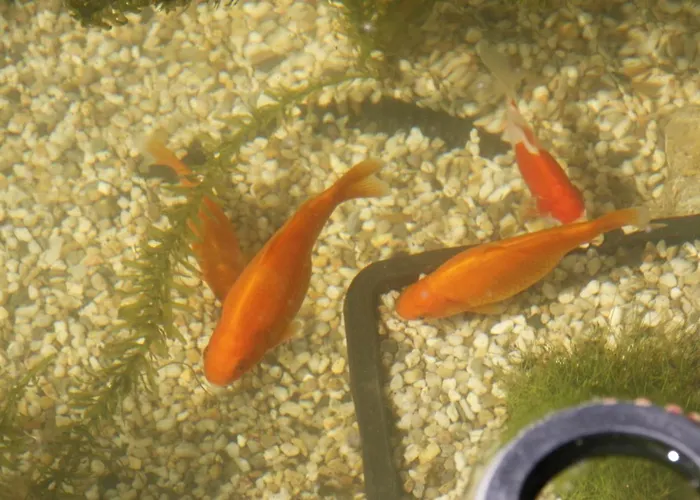 Zum Rotem Karpfen * Erfurt